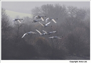 26. Mute Swans in flight